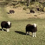 Гостевой дом Ivythwaite